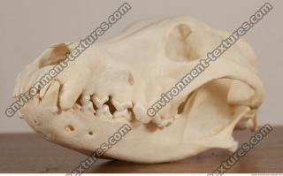 photo reference of skull 0018